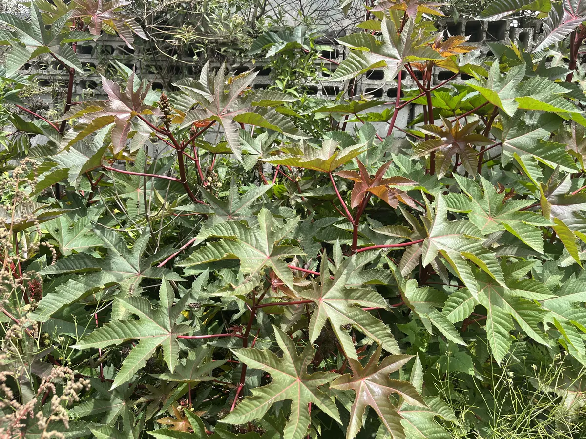 Ricinus communis, also known as castor oil plant, growing naturally near the Equator in Quito, Ecuador