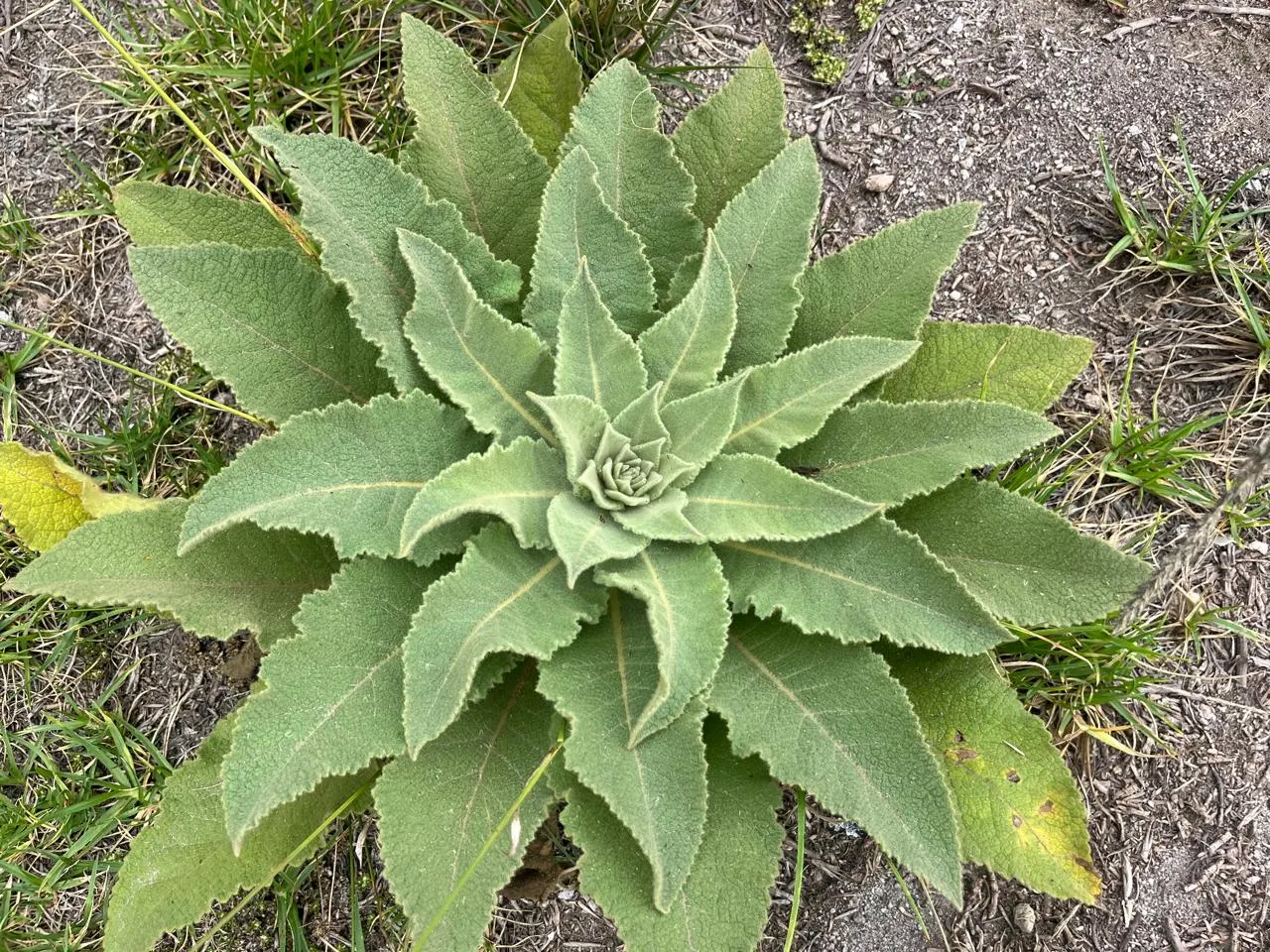 Verbascum thapsus, known as gordolobo, growing naturally in Caspigasi near the Equator and Quito, Ecuador