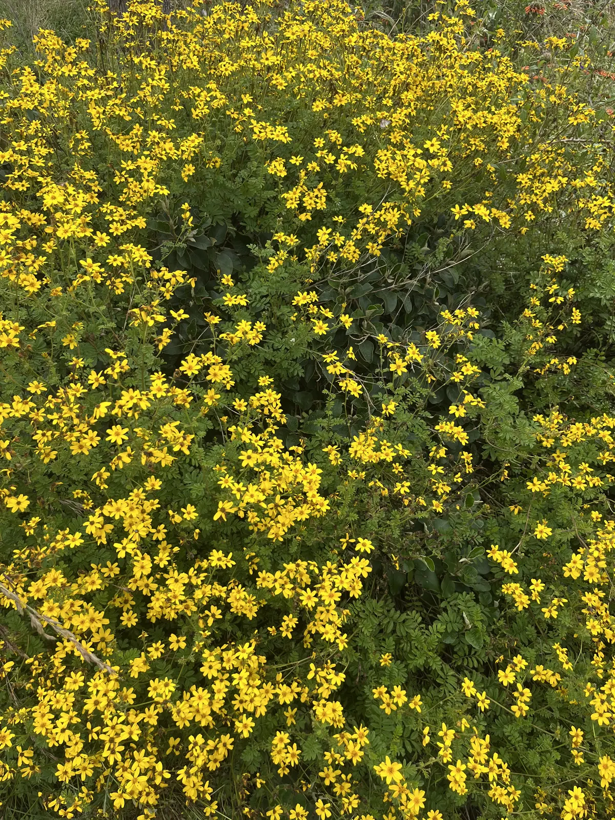 Wild yellow flowers growing near the Equator in Caspigasi Ecuador